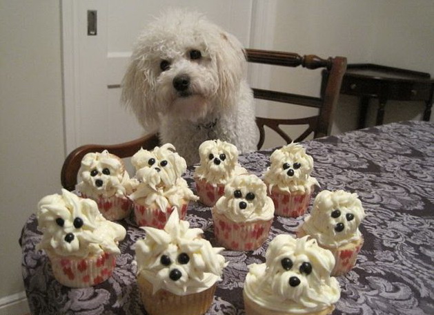 629x456, 102 Kb / пирожное, собака, стол