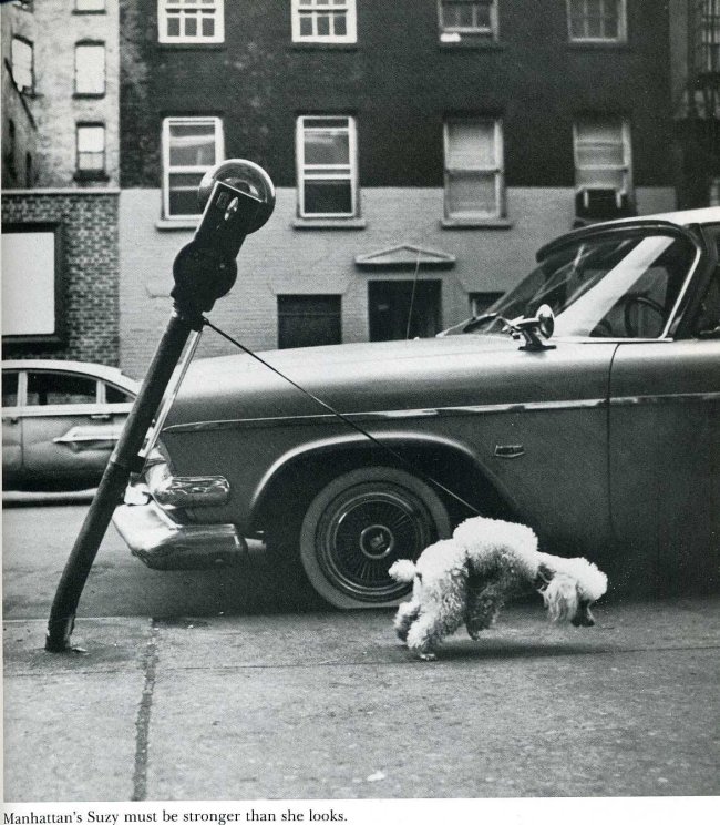 650x744, 116 Kb / столб, собака