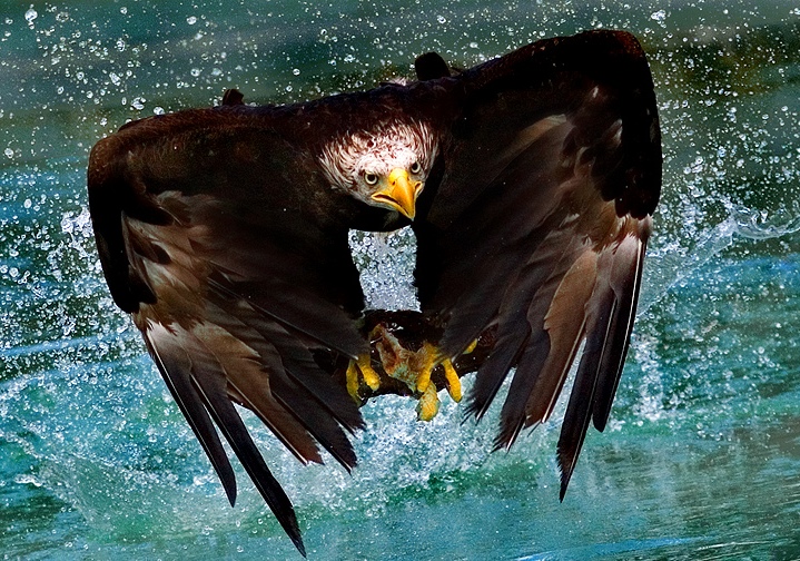 719x504, 260 Kb / вода, птица