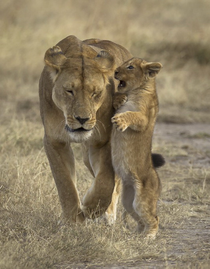 700x893, 209 Kb / львица, львенок
