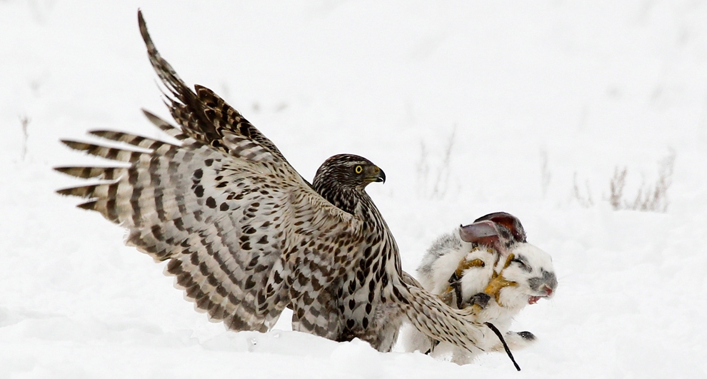 990x531, 274 Kb / охота, снег, зима, заяц, ястреб