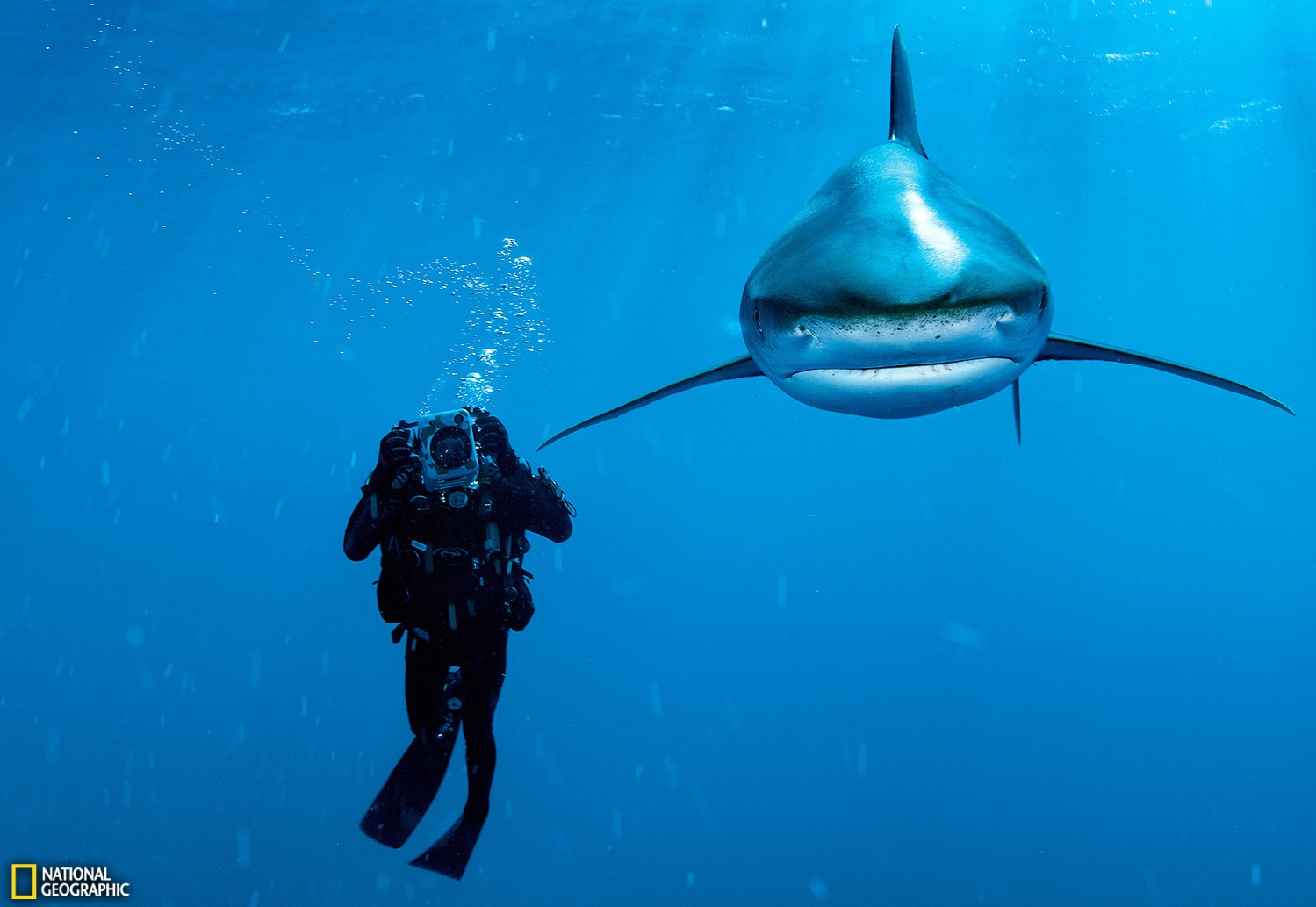 1499x1033, 274 Kb / акула, аквалангист, вода, океан, море,