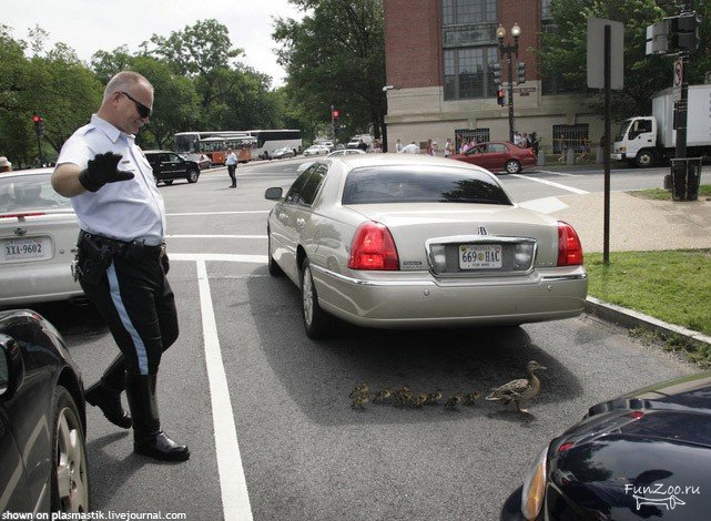 641x470, 88 Kb / утка с утятами на автодороге, полицейский, машины-автомобили