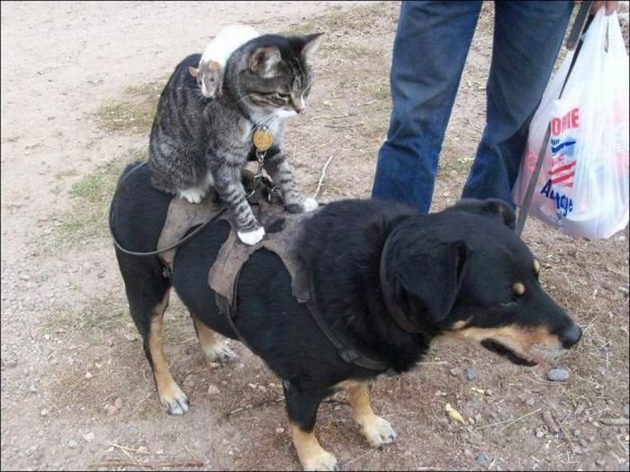 700x524, 87 Kb / мышь, кошка, собака, пакет