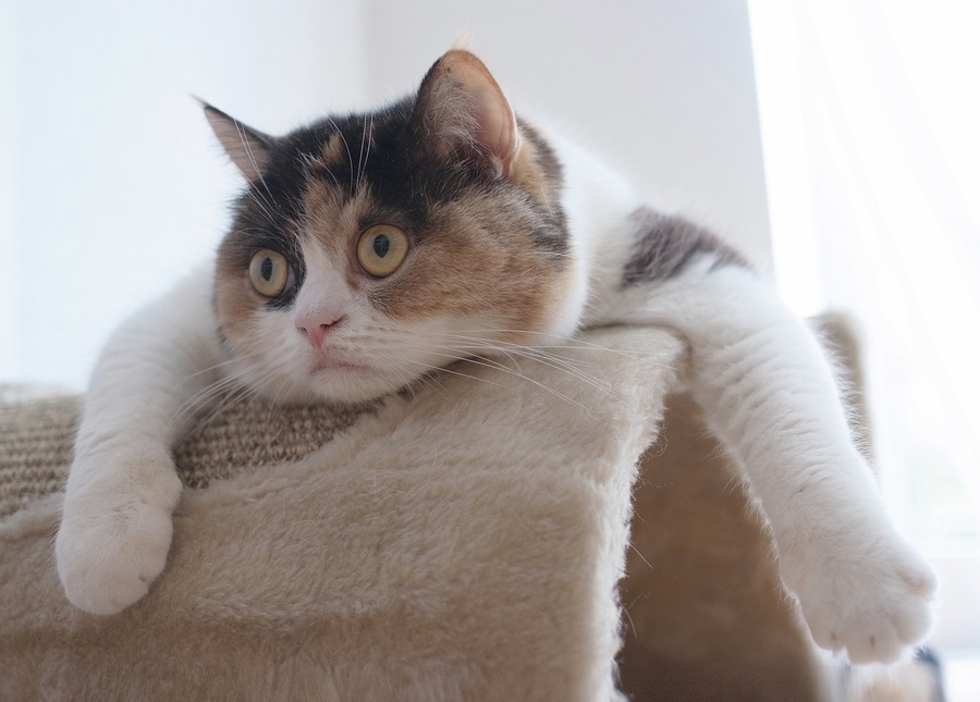 900x645, 110 Kb / кот, кошка, глаза, взгляд, вылупился, диван, окно