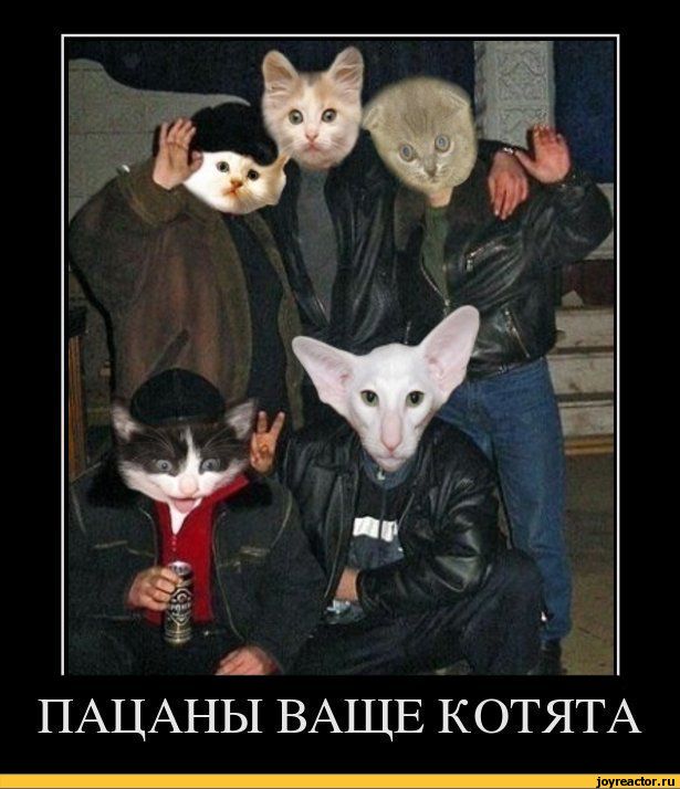 615x714, 65 Kb / коте, кот, пацаны, адидас