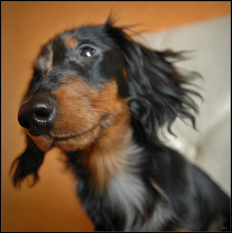 804x810, 137 Kb / Собака, нос