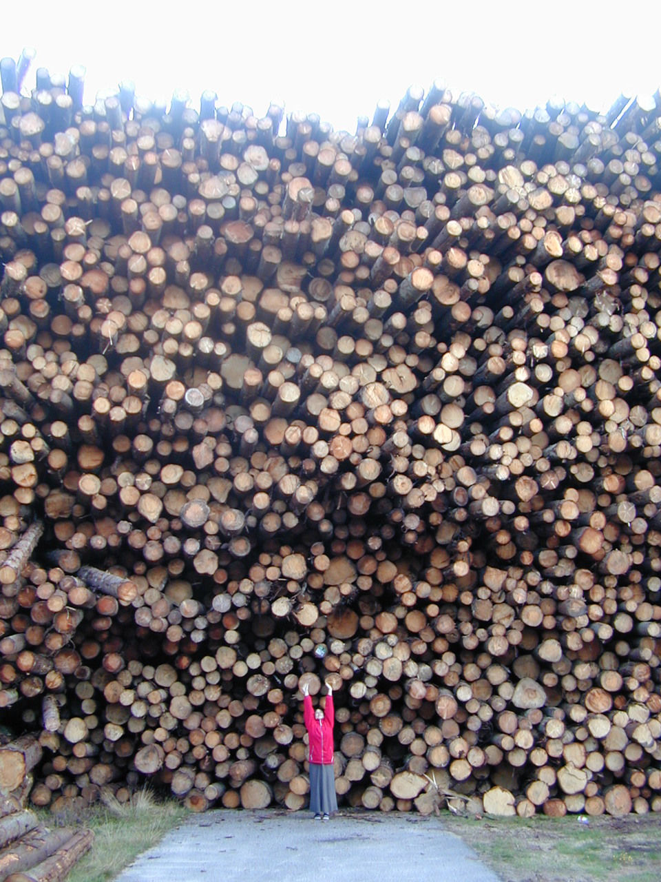 960x1280, 284 Kb / дрова