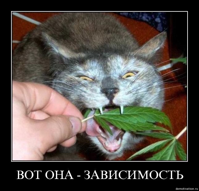 644x619, 77 Kb / кот, лист, трава, клыки, кошара, рука, зависимость, демотиватор