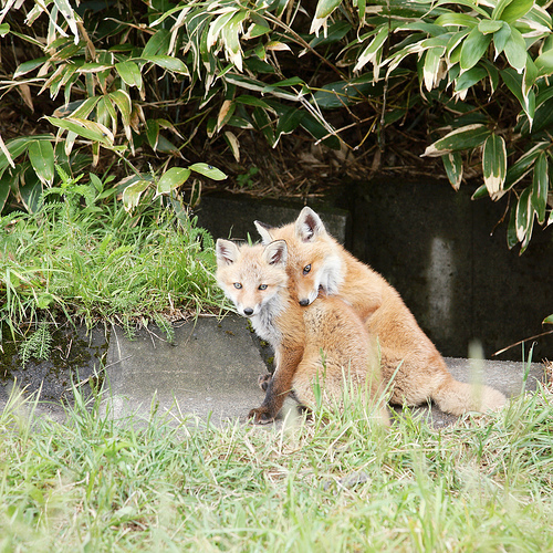 500x500, 276 Kb / лисы, лисица