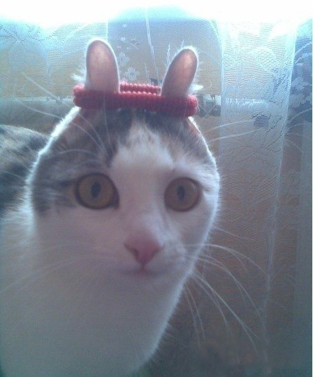 454x546, 145 Kb / котэ, уши, резинка