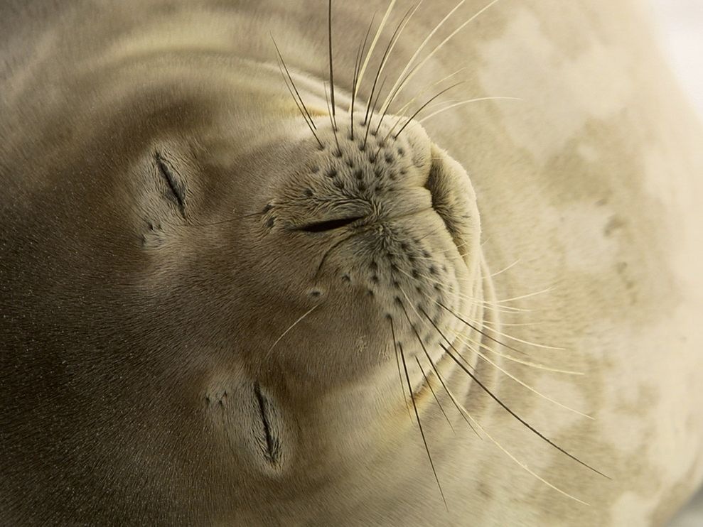 989x742, 138 Kb / тюлень