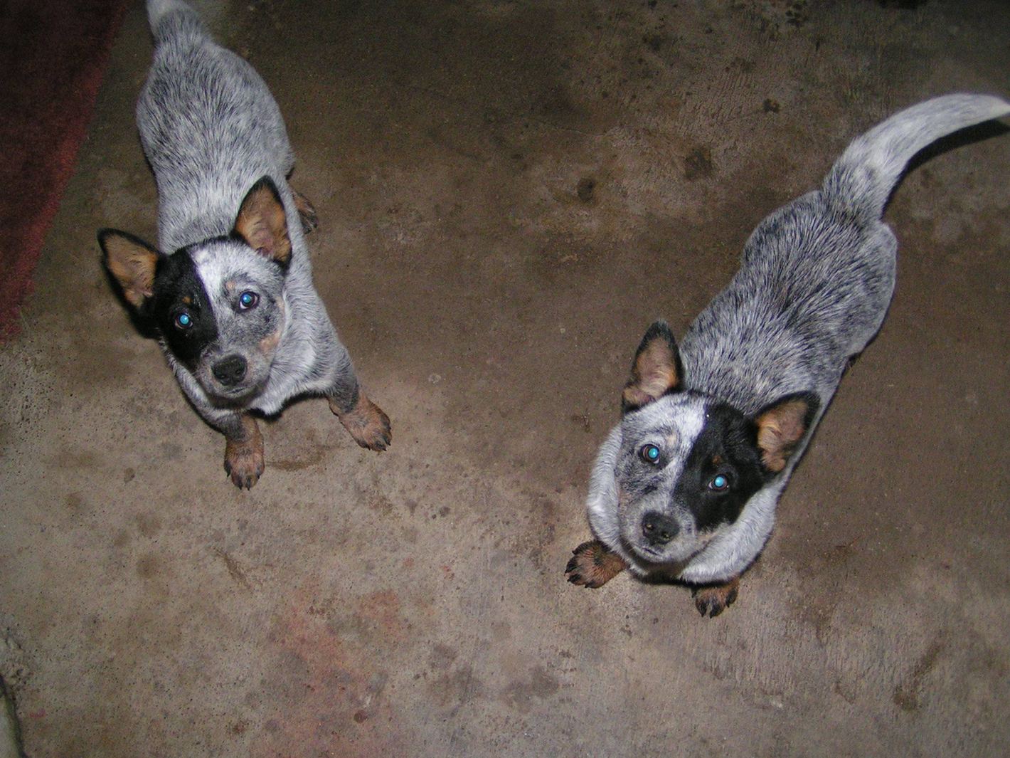 1420x1065, 245 Kb / собаки, окрас