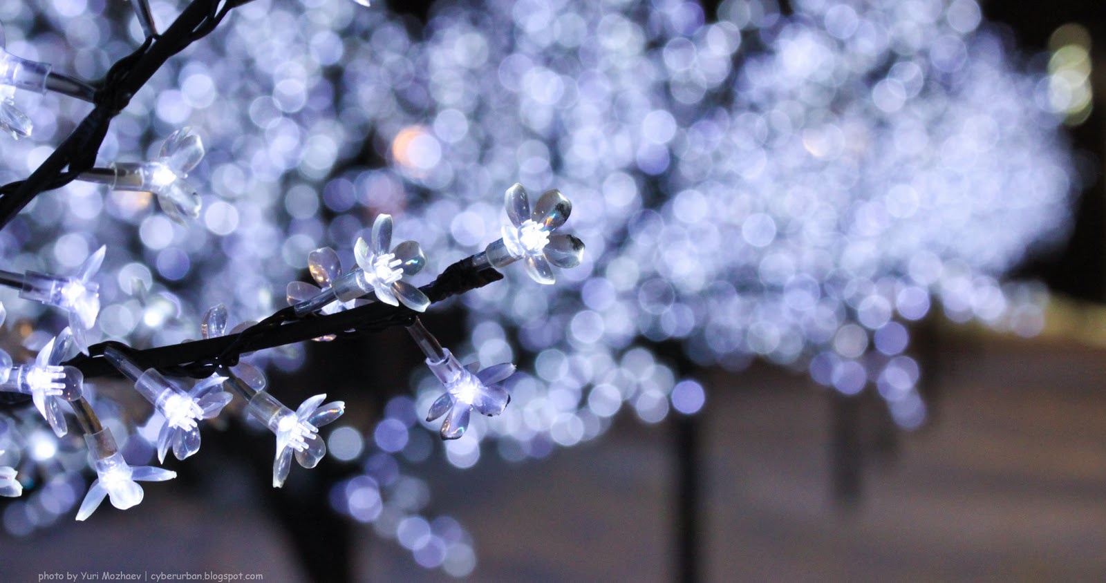 1600x844, 166 Kb / иллюминация, белый цветок, неоновый свет, боке