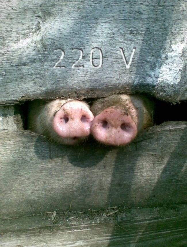 650x860, 165 Kb / пятачки, 220в, свиньи, пятак, розетка, забор