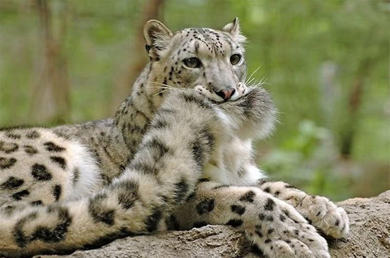 799x528, 140 Kb / хвост, зелень, ирбис, снежный барс