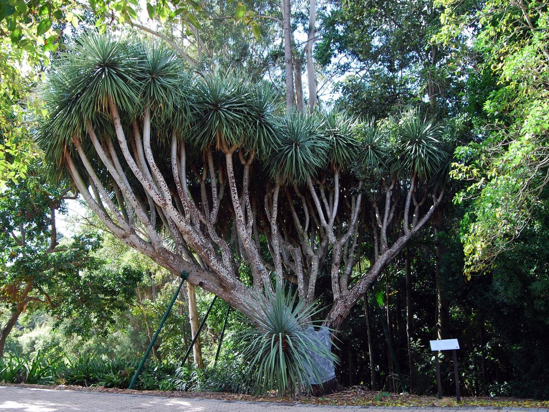 1100x826, 299 Kb / драконово, дерево