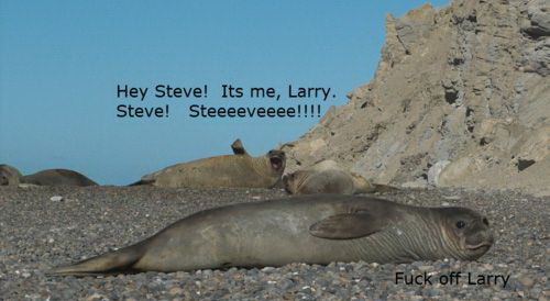 500x274, 40 Kb / тюлень, тюлени, камни