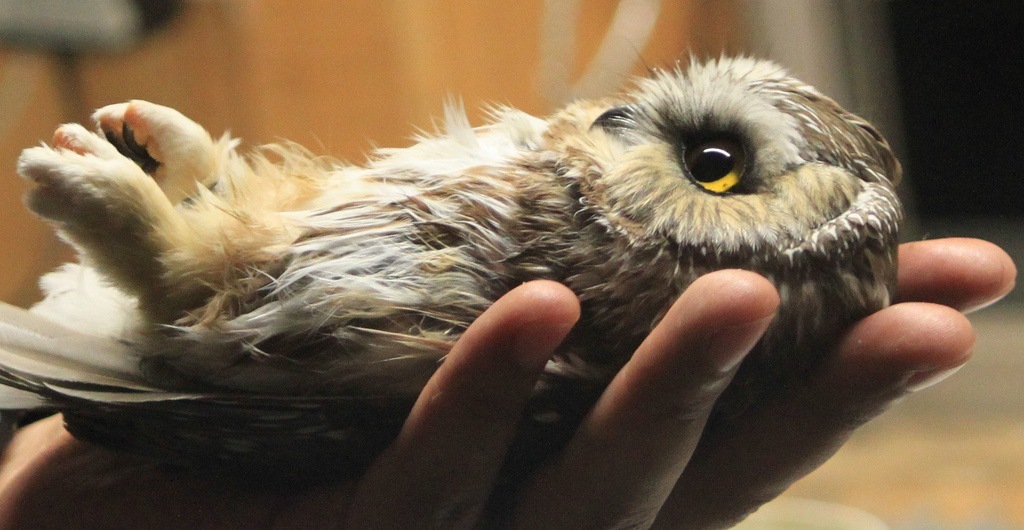 1024x530, 173 Kb / сова, рука