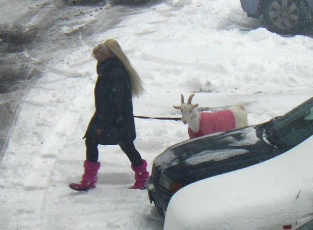 620x456, 93 Kb / , блондинка, коза, снег