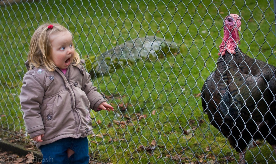 898x535, 217 Kb / девочка, индюк