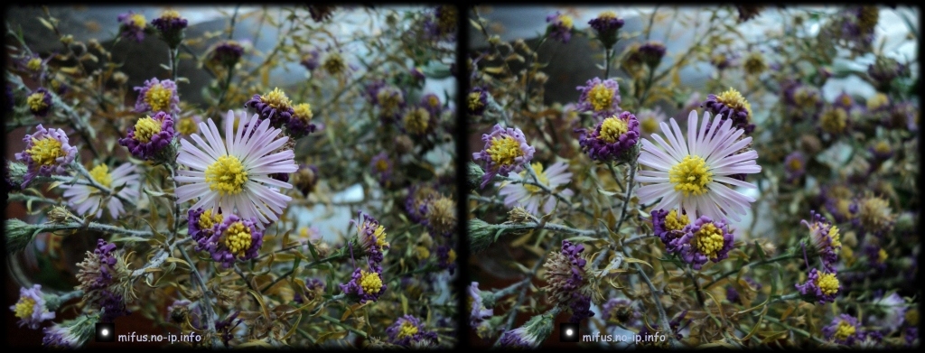 1024x391, 265 Kb / цветы, перекрёстное стерео