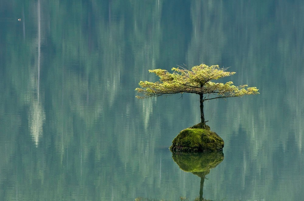 1000x660, 133 Kb / дерево, озеро, остров