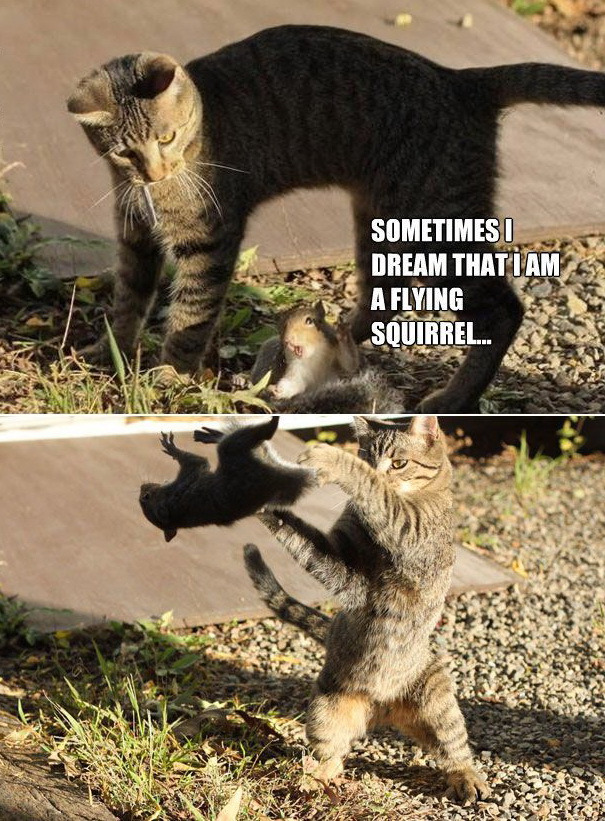 605x821, 236 Kb / кот, белка