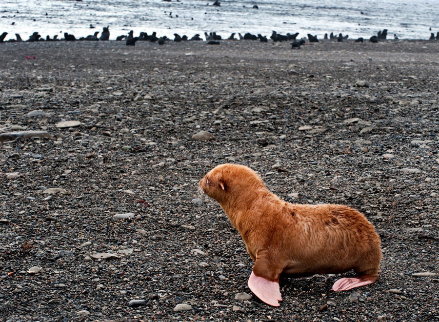 900x660, 266 Kb / Тюлень-альбинос,  пляж