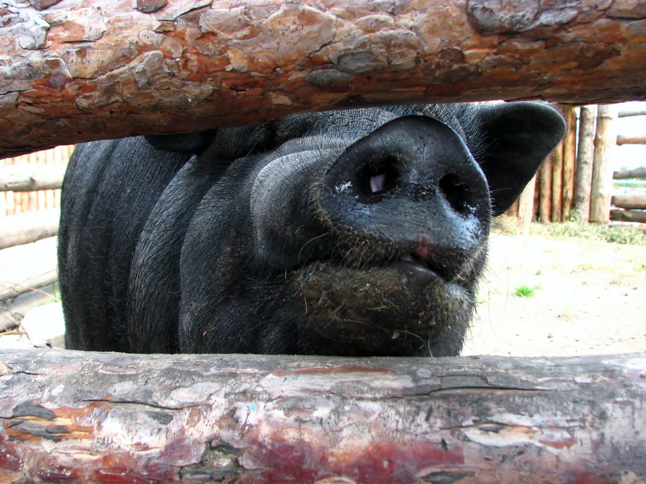 1280x960, 288 Kb / свинья, поросенок, черный