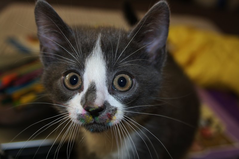 800x533, 58 Kb / кот, шок, глаза