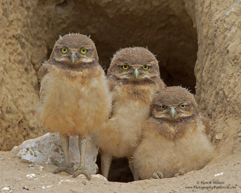 807x646, 118 Kb / орлы, птенцы, взгляд, пещера