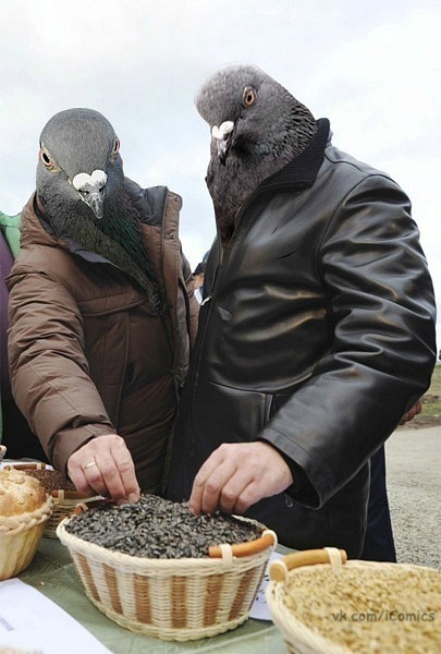 405x600, 68 Kb / голуби, семки, семечки