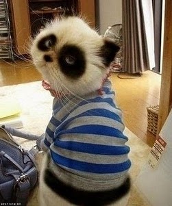 251x301, 23 Kb / кот