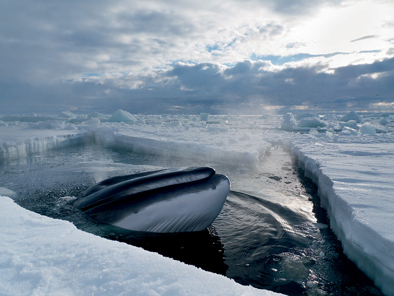 799x599, 164 Kb / кит, лед, облака, вода