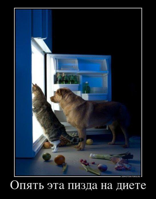547x700, 38 Kb / собака, кошка, холодильник, диета, пизда