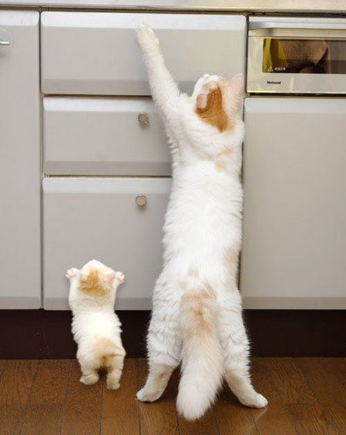 500x628, 40 Kb / кошка, котёнок