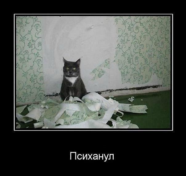 604x572, 37 Kb / кот, обои, психанул