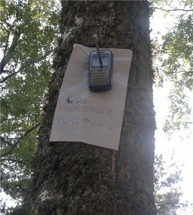 627x700, 98 Kb / дерево, телефон, объявление