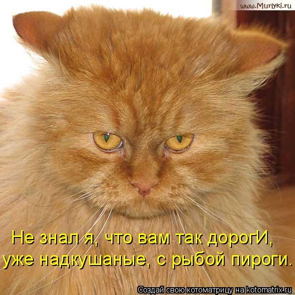 600x600, 71 Kb / обиженный, кот, рыжий