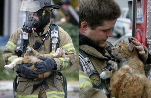 490x317, 43 Kb / кот, пожарный