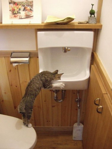 375x500, 41 Kb / кот, умывальник