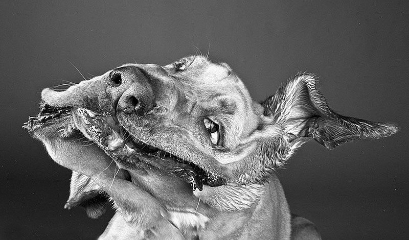 800x470, 230 Kb / собака, морда, ч/б