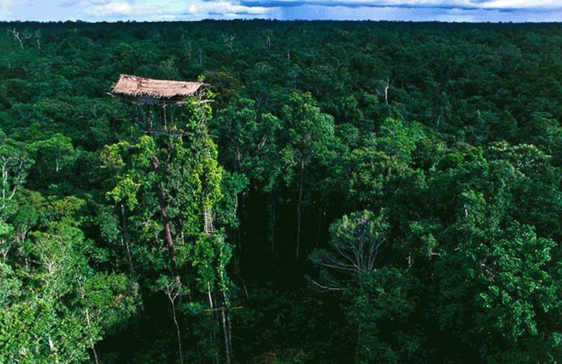 800x518, 238 Kb / домик, деревья, лес, небо