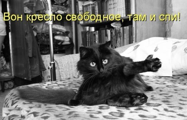 604x386, 56 Kb / кот, кресло