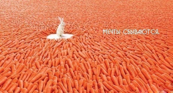 604x326, 70 Kb / морковь, кролик