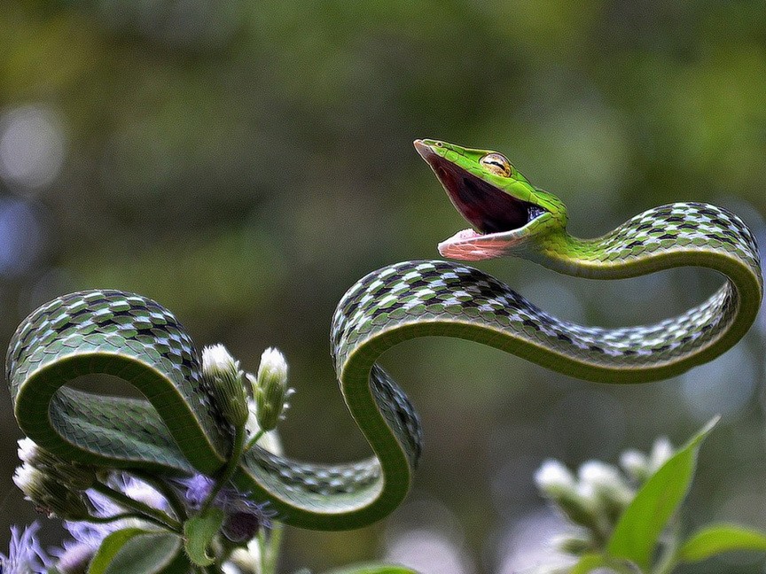 864x648, 182 Kb / змея