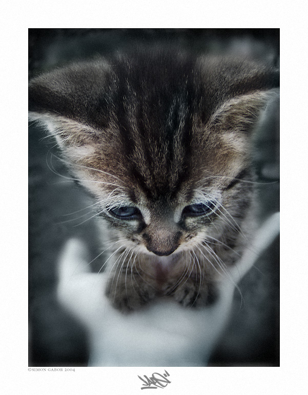 601x770, 184 Kb / котенок, грусть