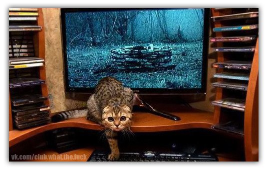 533x339, 50 Kb / кот, звонок, ужасы, The Ring