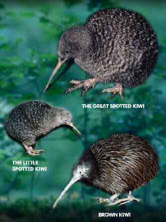 333x445, 14 Kb / киви